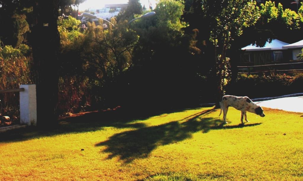 Camping Kanguro Sant Pol De Mar Dış mekan fotoğraf